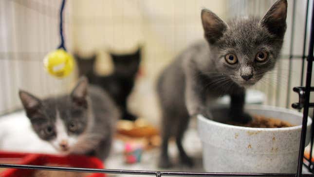 Image for article titled Kitten Season Is a &#39;Natural Disaster&#39; That&#39;s Only Getting Worse