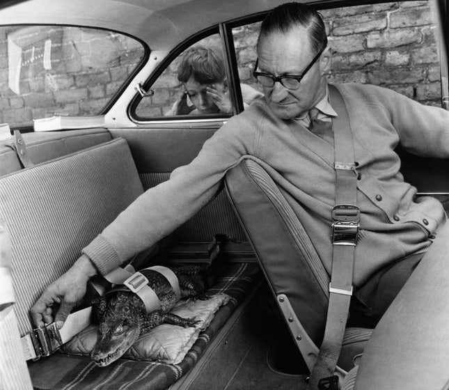 Captain J Edwards, putting a seat belt on one of his alligators in the back seat of his car, with a young boy peering in through the window
