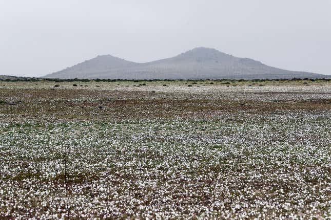 Atacama Desert—the Driest Place On Earth—is Blooming With Flowers After