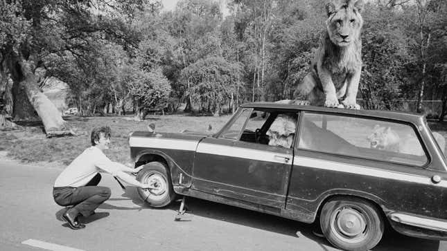 A photo of a lion sat on the roof of an old car. 