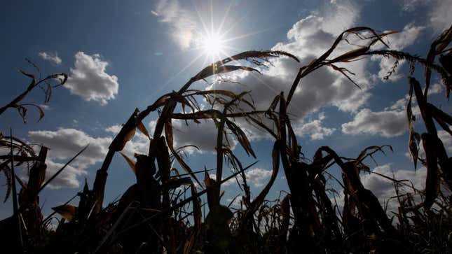 Drought-stricken corn crops bake in the sun as temperatures continue to hover around 100 degrees Monday, July 25, 2011, in Tomball, Texas.