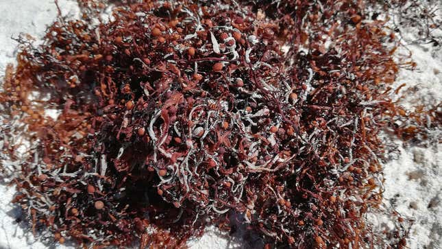 A close up photo of seaweed on a beach. 