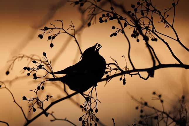 The silhouette of a small waxwing on a branch.