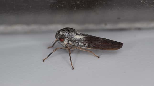 The newly discovered species P. kubalensis, a leafhopper from Uganda, is silver with red eyes.