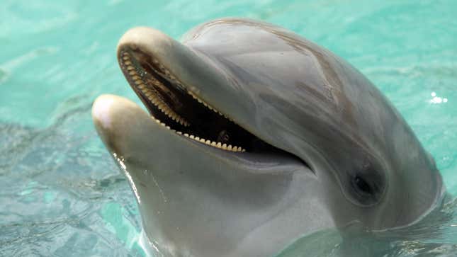 A dolphin is seen during day two of the 2010 Sony Ericsson Open at Miami Seaquarium on March 24, 2010 in Key Biscayne, Florida