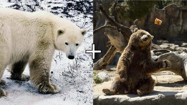 Image for article titled Polar Bear-Grizzly Hybrids, Aka Pizzly Bears, May Be Growing More Common Due to Climate Crisis