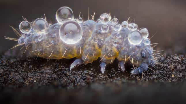A moss springtail covered in dew.