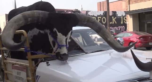 Image for article titled Cops Stop Car Just Because A Passenger Was A Massive Watusi Bull