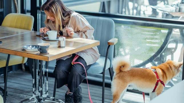 Dog looking around while owner dines at cafe