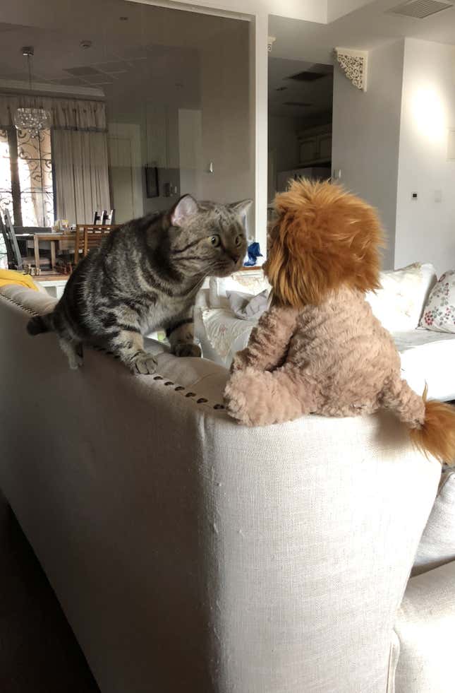A cat stares at a lion stuffed animal.