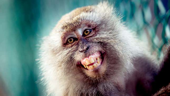 Image for article titled Neuralink Monkeys Reveal What It’s Like Working With Elon Musk