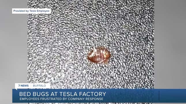 Image for article titled New York Tesla Gigafactory Infested With Bed Bugs And Efforts To Kill Them Are Making Workers Sick