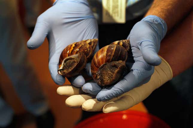 Have you seen this mollusk? Catching sight of a giant African land snail has become increasingly common across Florida.