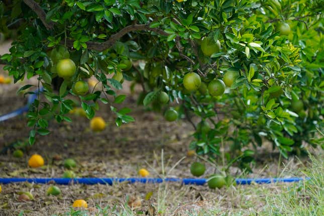 Oranges that have fallen off trees due to the recent draught and heatwave lay near an irrigation hose at Ben &amp; Ben Becnel, Inc. in Plaquemines Parish, La., Thursday, Sept. 28, 2023. Citrus farmers in the southeast corner of Louisiana are scrambling to protect and save their crops from salt water, which for months has polluted the fresh water they use for irrigation. A mass flow of salt water from the Gulf of Mexico continues to creep up the Mississippi river and threaten Louisiana communities water used for drinking, cooking and agriculture. (AP Photo/Gerald Herbert)