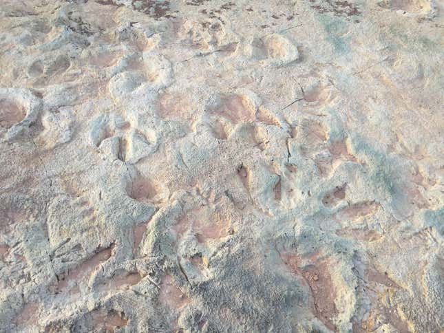 Fossilized tracks at Mill Canyon.