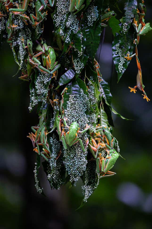 Image for article titled New Award-Winning Nature Photos Showcase Beauty and Chaos