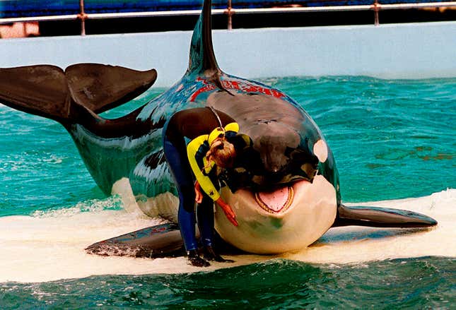 FILE - Trainer Marcia Hinton pets Lolita, a captive orca whale, during a performance at the Miami Seaquarium in Miami, March 9, 1995. The Miami Seaquarium, an old-Florida style tourist attraction that was home to Lolita, the beloved Orca that died last year, is being evicted from the waterfront property it leases from Miami-Dade County. Miami-Dade County cited a “long and troubling history of violations” in a lease termination notice sent Thursday, March 7, 2024 to the chief executive officer of The Dolphin Company, which owns the Seaquarium. (Nuri Vallbona/Miami Herald via AP, File)