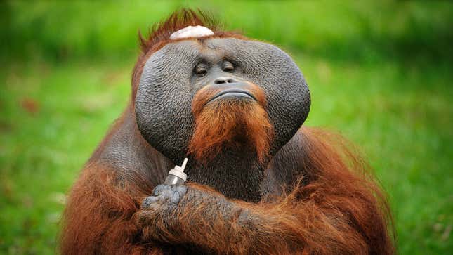 Image for article titled Orangutan Stuns Researchers By Using Rogaine To Fix Bald Spot