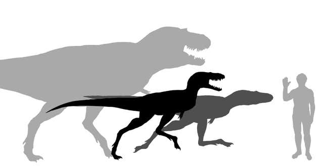 Ein erwachsener Gorgosaurus (links) im Vergleich zu Jungtieren, maßstabsgetreu neben einem Menschen.