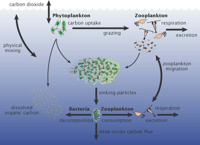 Here’s how scientists assumed carbon was reaching the ocean’s depths.