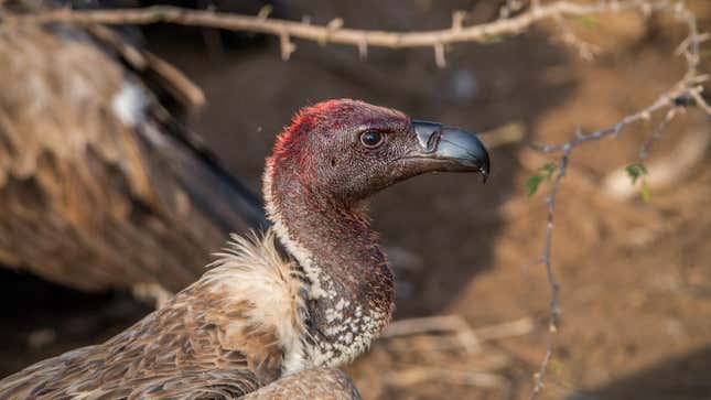A vulture's blood-covered head.