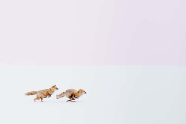 (National Geographic Travel Photographer of the Year Contest/Hiroki Inoue)