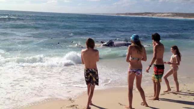 100 sharks eating a dead whale close to shore = worst beach day ever?