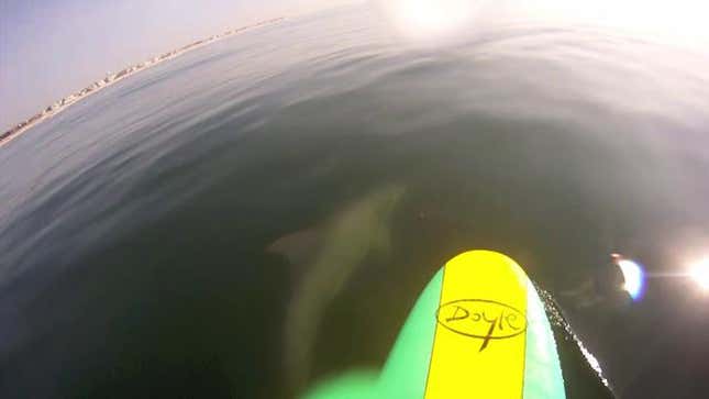 Watch Some Dolphins Show Off for the Camera