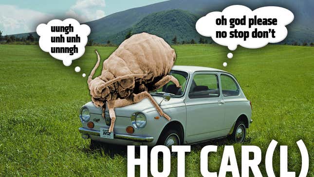 Image for article titled Bugs In Austin Won&#39;t Stop Pooping On People&#39;s Cars