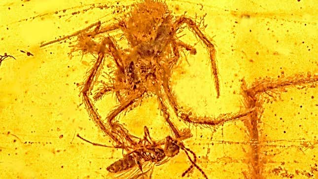 A spider pouncing on a parasitic wasp, in an ancient scene preserved in amber. 