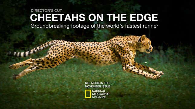 What's It Like to Watch a Cheetah Run in Slow Motion? Absolutely Mesmerizing.