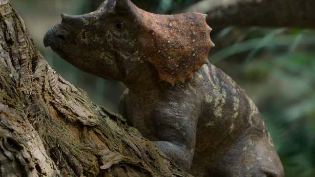 A baby Triceratops by a tree trunk.