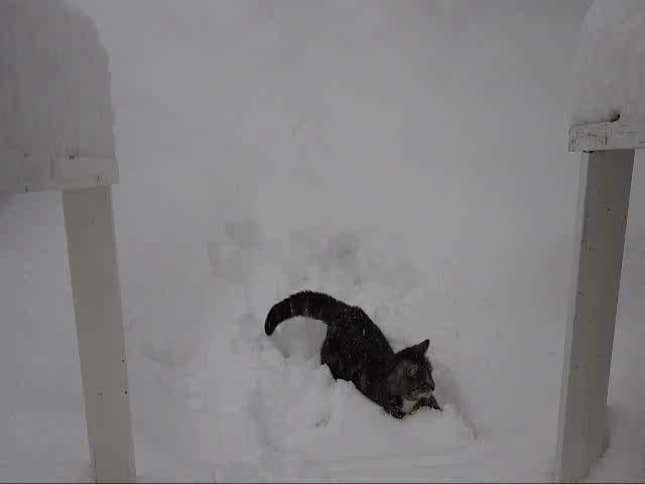 The secret lives of avalanche rescue cats