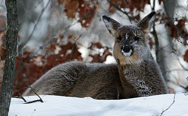 Image for article titled 10 states with the worst deer problems in America