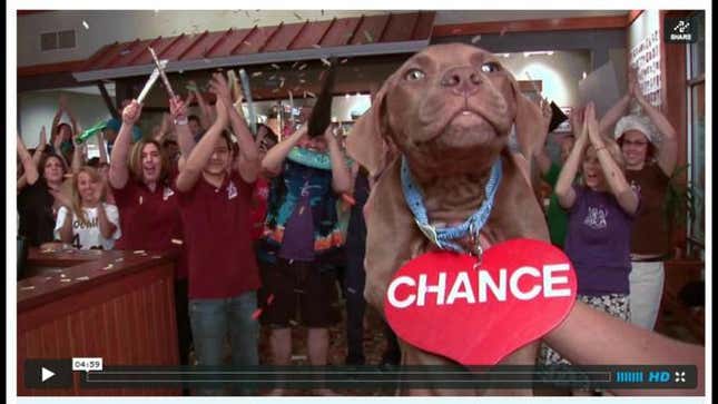 Animal Shelter Adopts Out Puppies and Kittens to an Abba Soundtrack