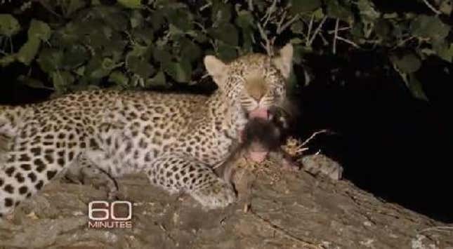 The Leopard Will Lie Down With the Baby Baboon and We All Shall Squee