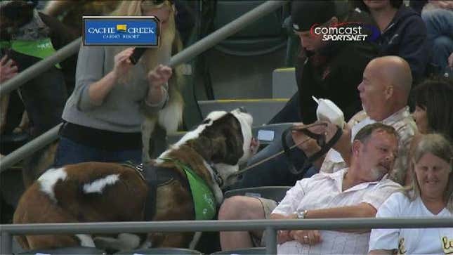 Do Not Wear Giants Gear To An Oakland A's Game Or A Saint Bernard May Try To Bite You