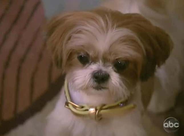 Talking Dog & Talking Baby Discuss Paternity Test In Completely Bonkers Soap Opera Scene