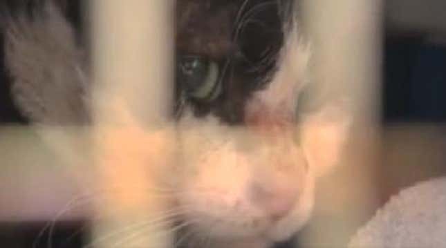 13 Dead Kittens Pulled From House In Terribly Tragic <em>Hoarders</em> Episode
