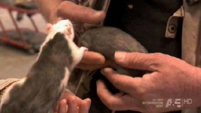 Following Up With The Guy Who Hoarded Thousands Of Rats