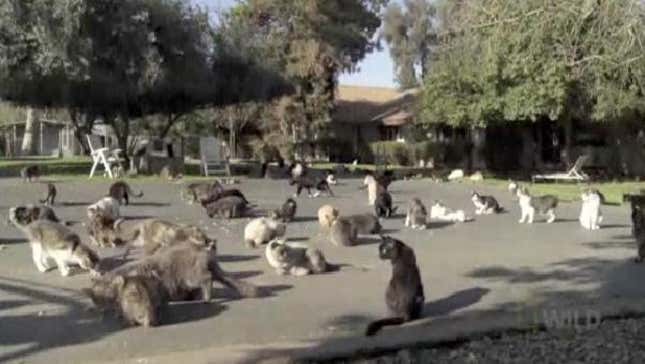 Woman With 700 Cats Says "I'm Not Crazy, What I Do Is Crazy"