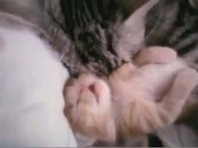 Watch A Dreaming Kitten Get Sleep-Hugged By Her Mom