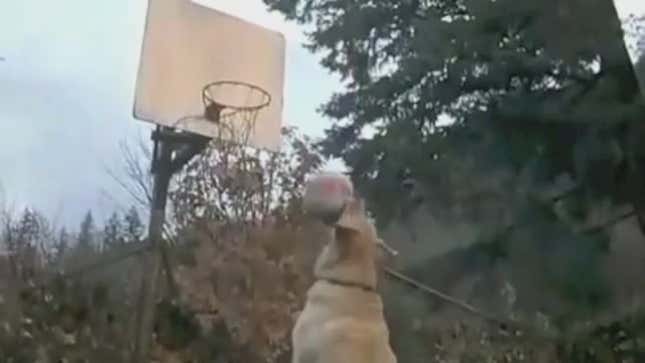 Playtime: The Animals Shooting Baskets Megamix, Set To "One Shining Moment"
