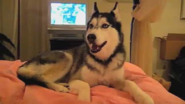 Here's A Video Of Dogs Saying "I Love You"