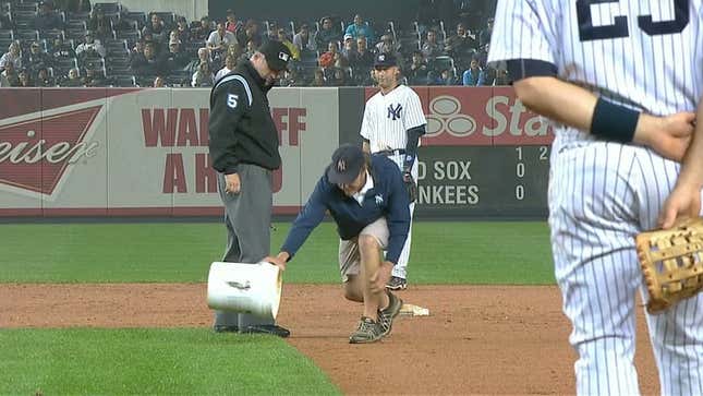 A Wee Bird Terrorized One Yankee Stadium Grounds Crew Worker
