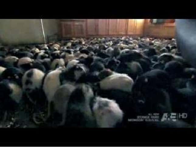 <i>Hoarders</i>: Man Lives With Thousands Of Uncaged Pet Rats