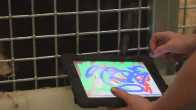 These Orangutans Play with iPads