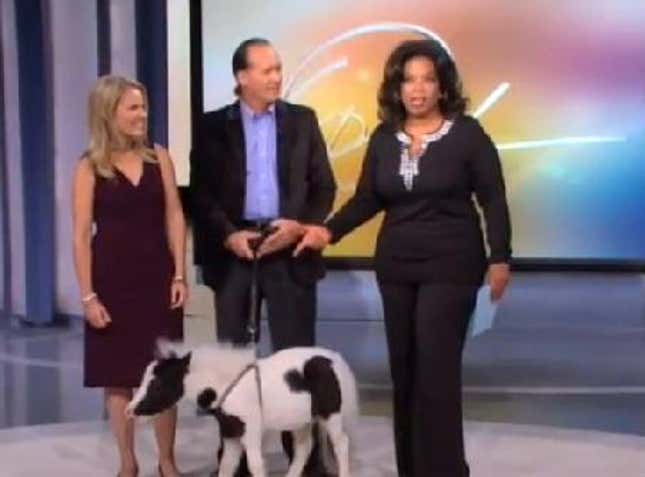 Incredibly Tiny Horse Gets His Oprah Moment