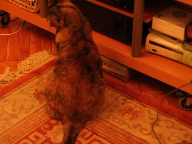 My Cat's Impressions Of Kinectimals