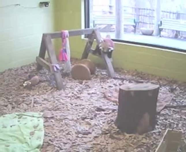 Firefox Debuts Baby Firefox Webcam